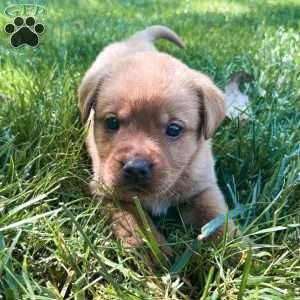 Star, Fox Red Labrador Retriever Puppy